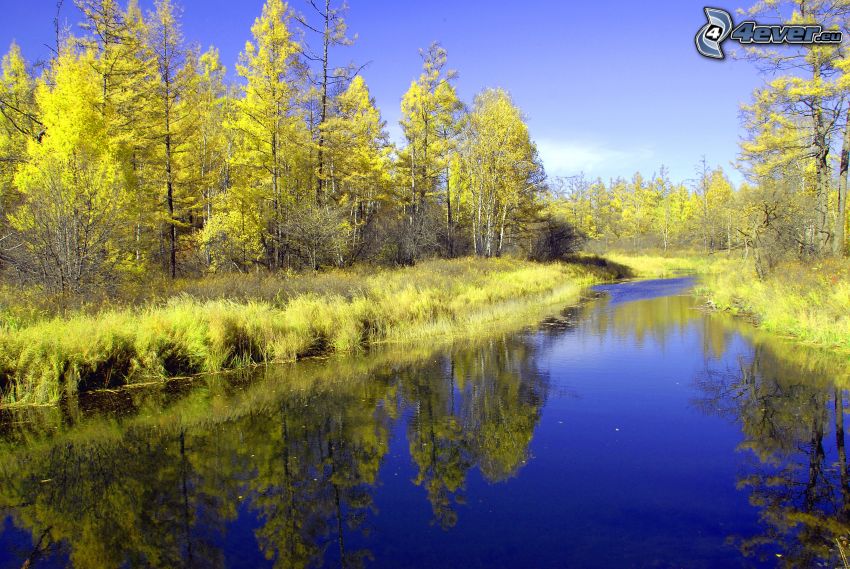 río en invierno, hojas amarillas, nivel de agua, agua