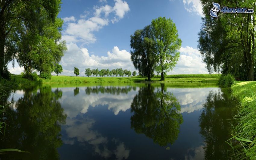 pantano, árboles, reflejo