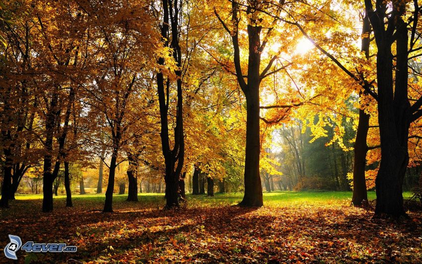 parque de otoño, árboles amarillos
