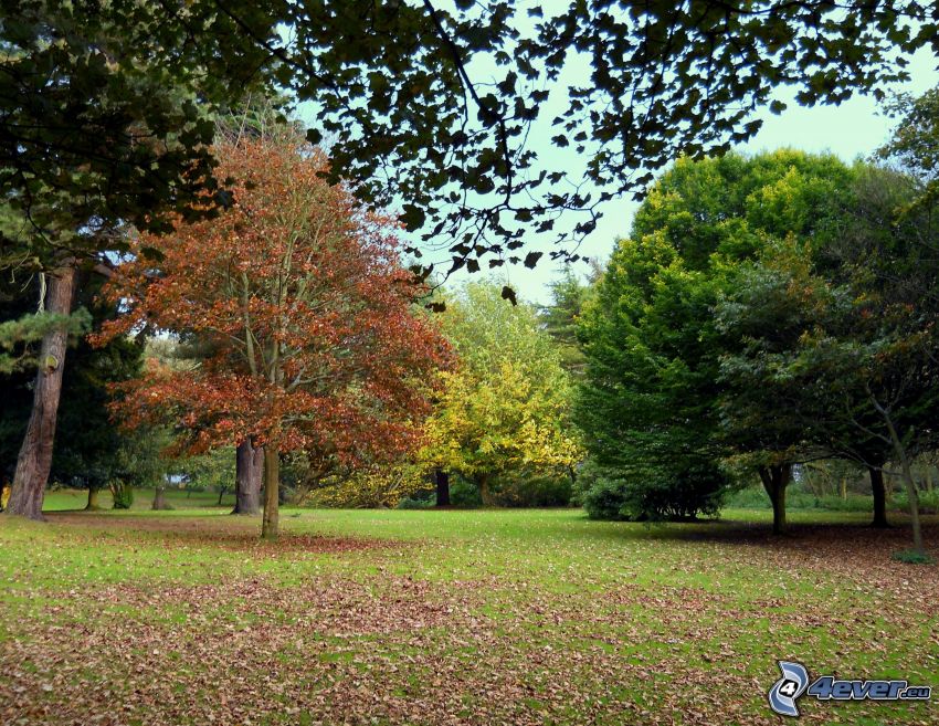 parque de otoño