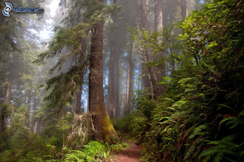 pista forestal, árboles, verde, sendero para caminar