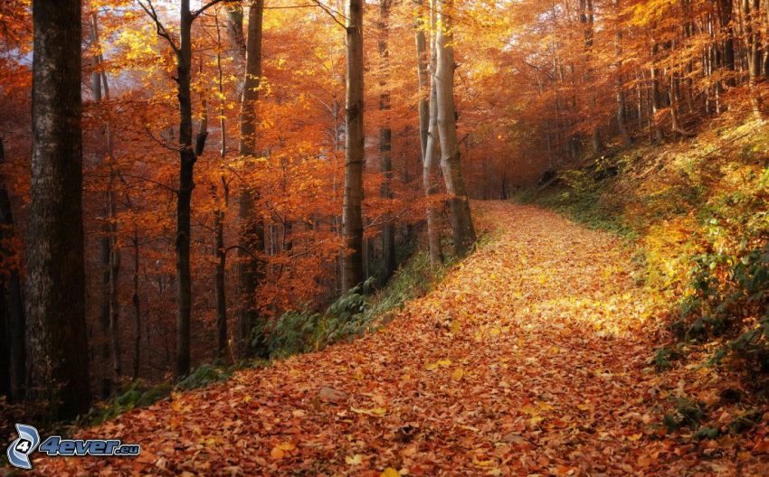 pista forestal, bosque de otoño, árboles amarillos