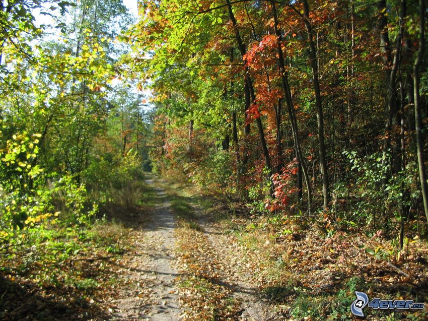 pista forestal, bosque de otoño