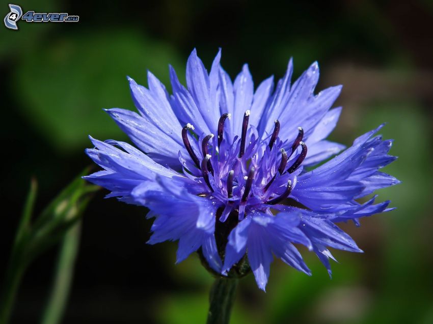 aciano, flor azul