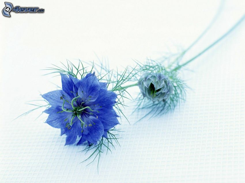 aciano, flor azul
