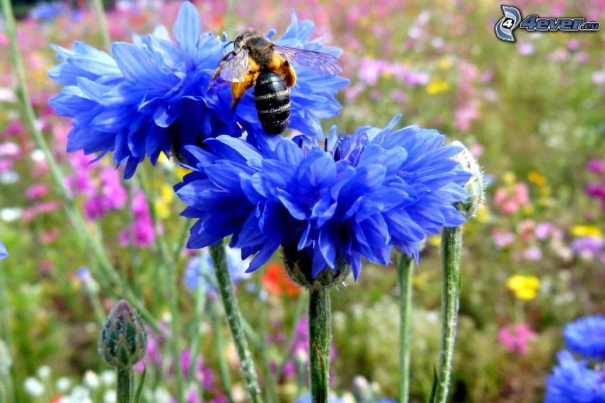 aciano, flores de color azul, abeja