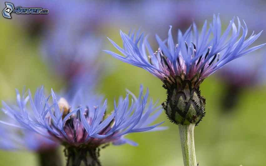 aciano, flores de color azul