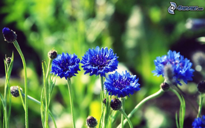 aciano, flores de color azul
