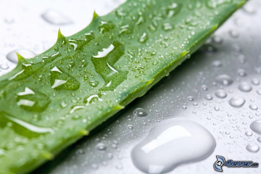 Aloe Vera, hoja verde, gotas de agua
