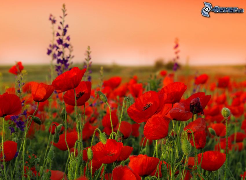 amapola, flores rojas, flores de campo