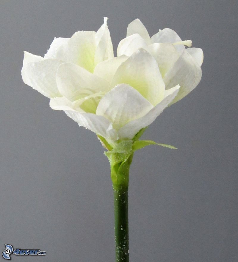Amaryllis, flor blanca