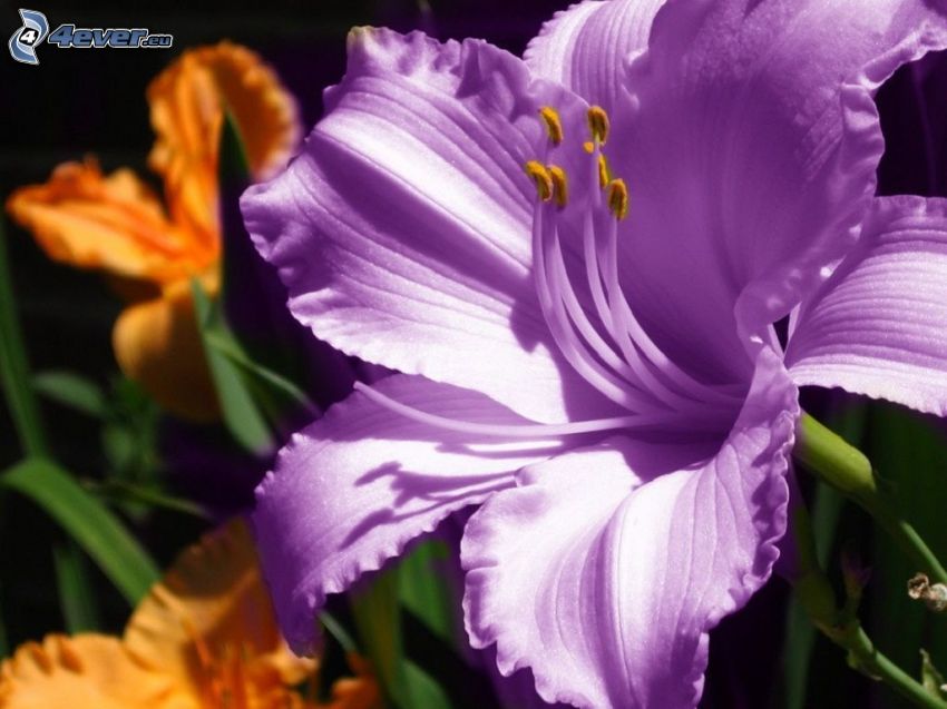 Amaryllis, flor púrpura