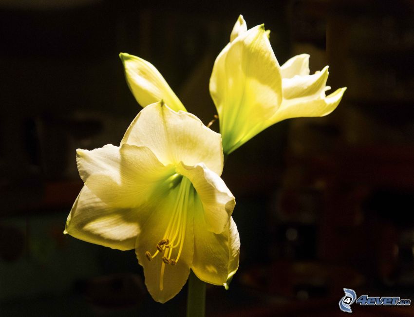 Amaryllis, flores amarillas