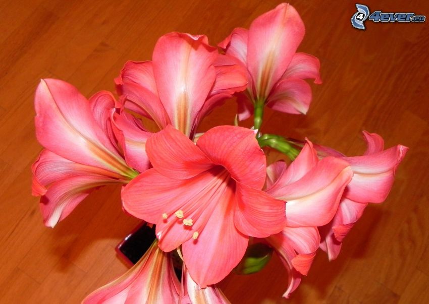 Amaryllis, flores de color rosa