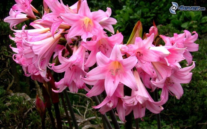 Amaryllis, flores de color rosa