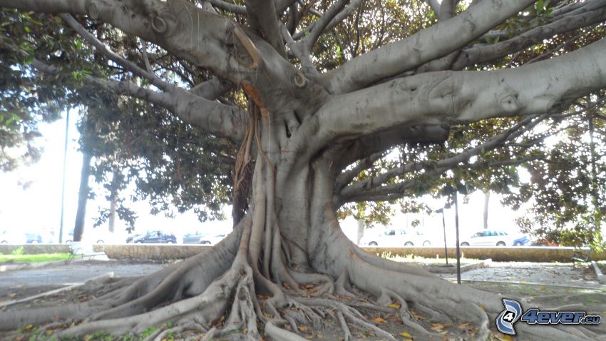 árbol, raíces