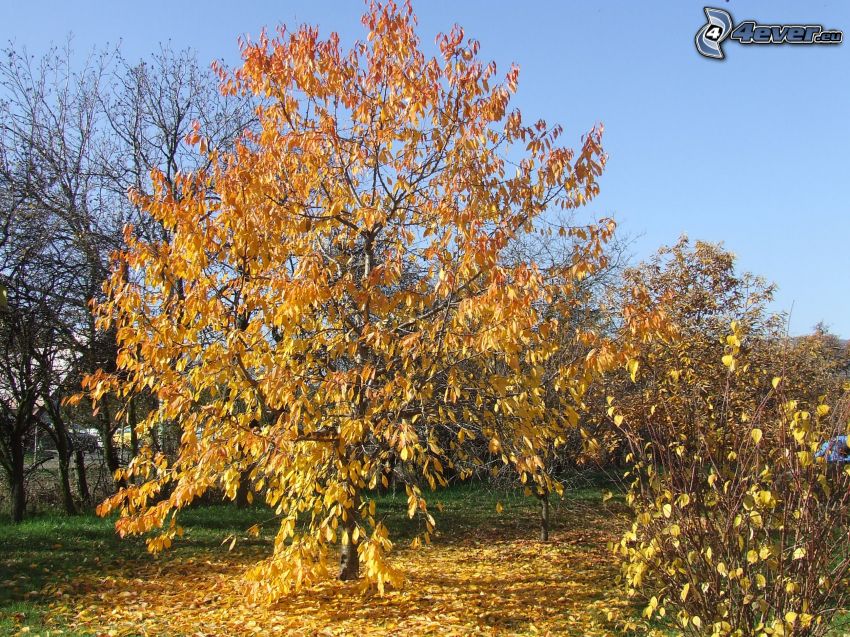 árbol amarillo, hojas amarillas, otoño