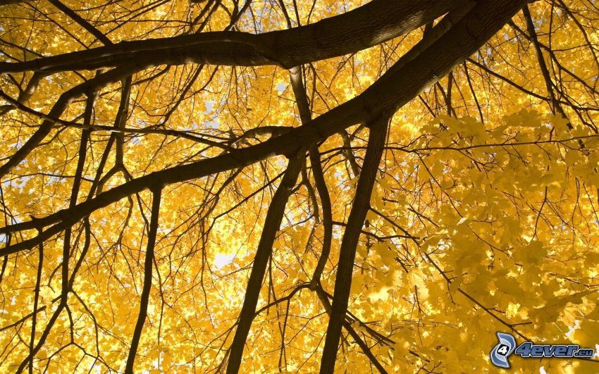 árbol amarillo, ramas
