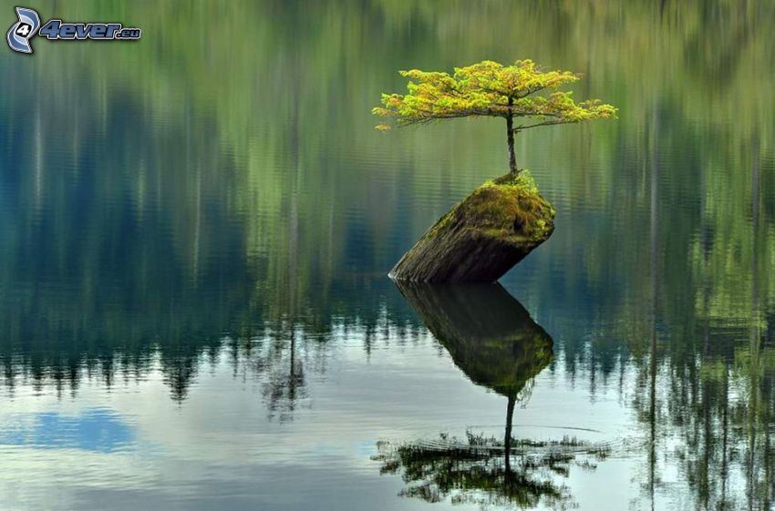 árbol cerca de un lago, madera cubierta de musgo, nivel de aguas tranquilas, Colombia Británica