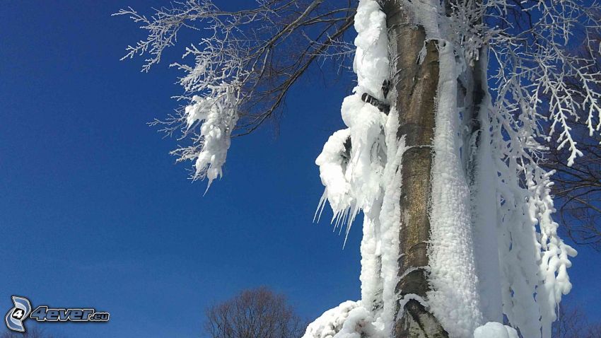 árbol congelado, invierno, helada, Bezovec