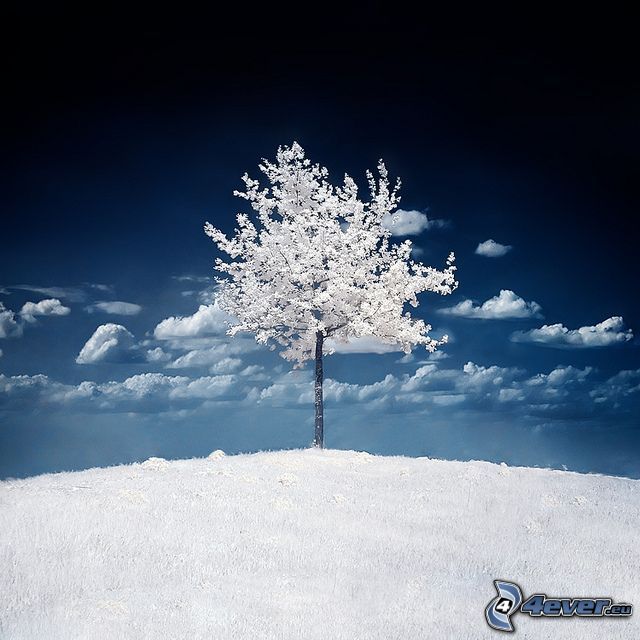 árbol congelado, nieve, invierno, árbol solitario