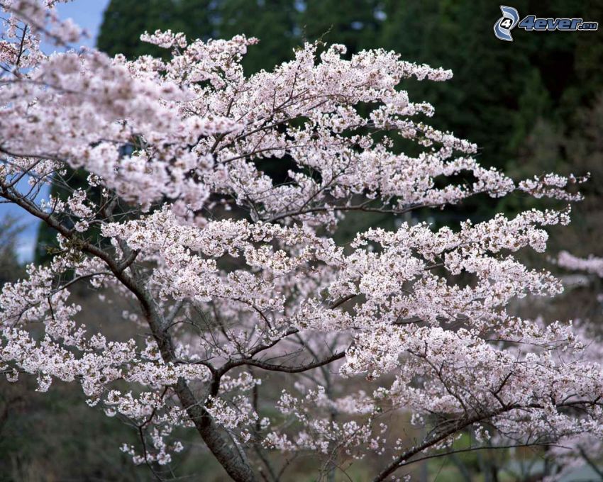árbol florido, malus, primavera
