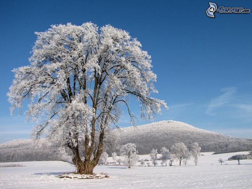 árbol nevado, montaña, nieve