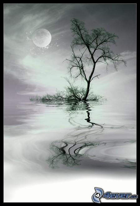 árbol solitario, agua, reflejo, mes