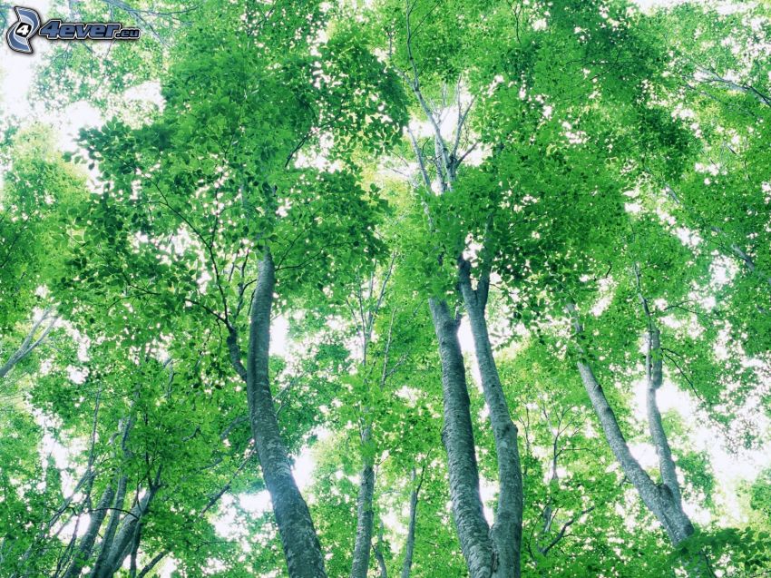 árboles de hoja caduca, troncos, verde