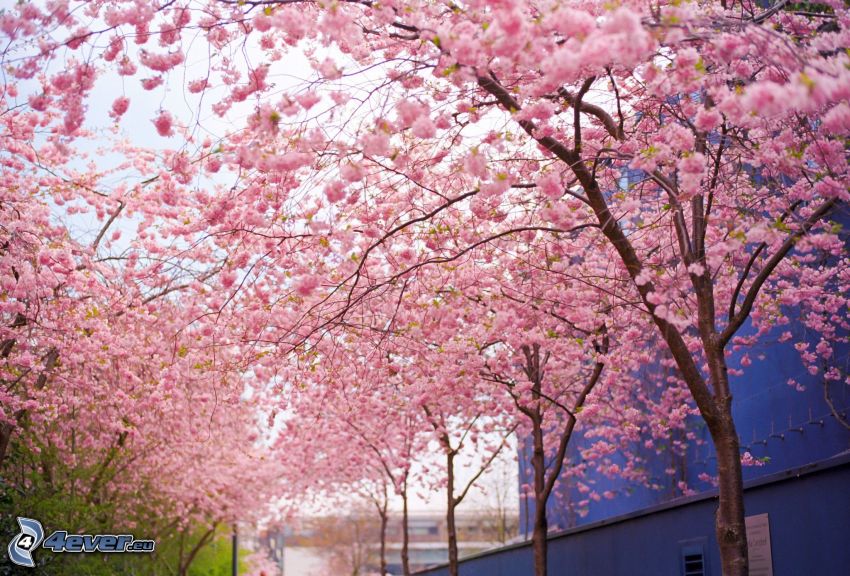 árboles en flor, flores de color rosa