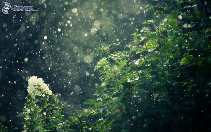 arbusto, flor blanca, gotas de lluvia