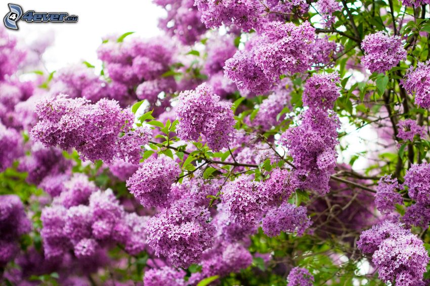 arbustos en flor, flores de coolor violeta