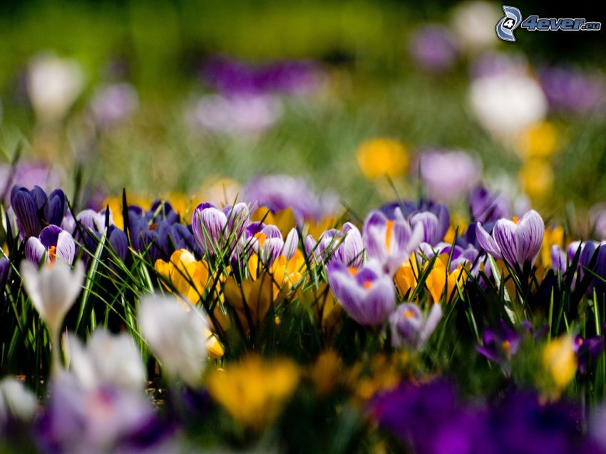 azafranes, crocus