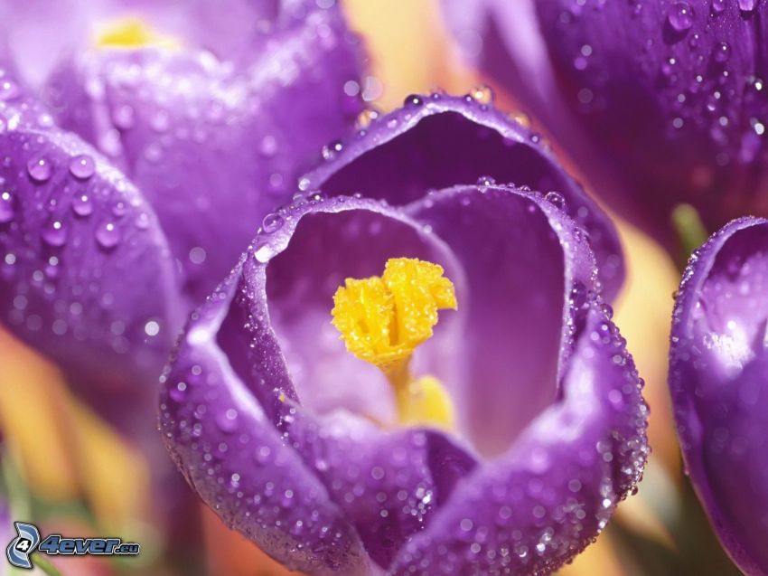 azafranes, flores de coolor violeta, rocío en la flor