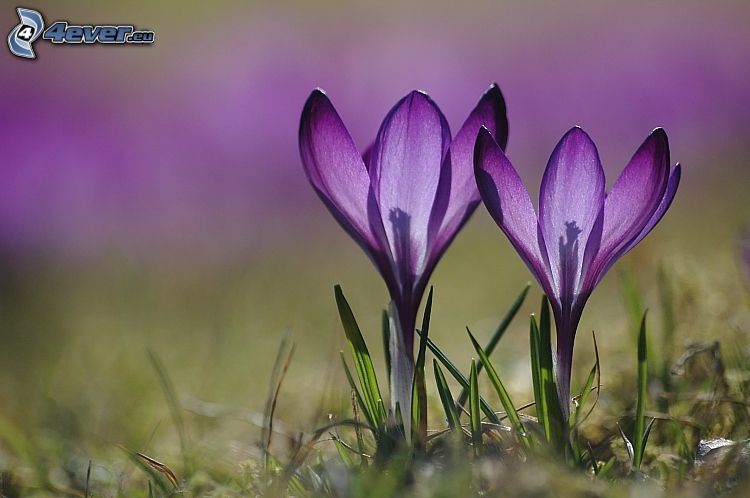 azafranes, flores de coolor violeta
