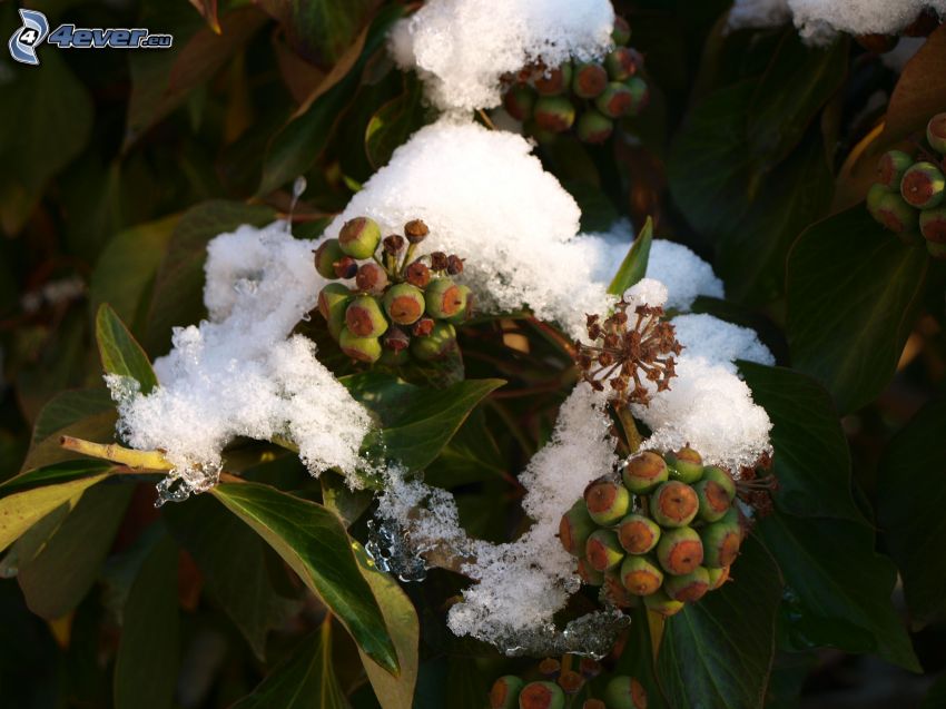 bayas, nieve, planta