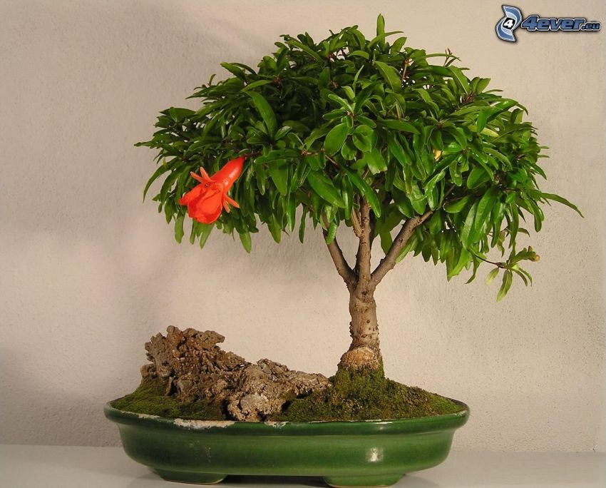 bonsai, árbol, olla