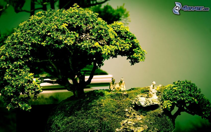bonsai, árbol, personas, verde