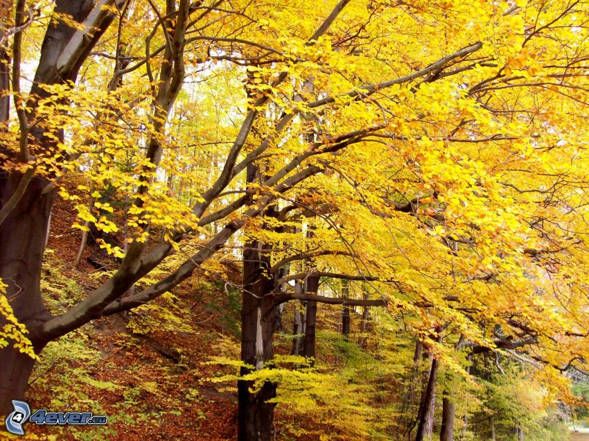 bosque, amarillo de otoño