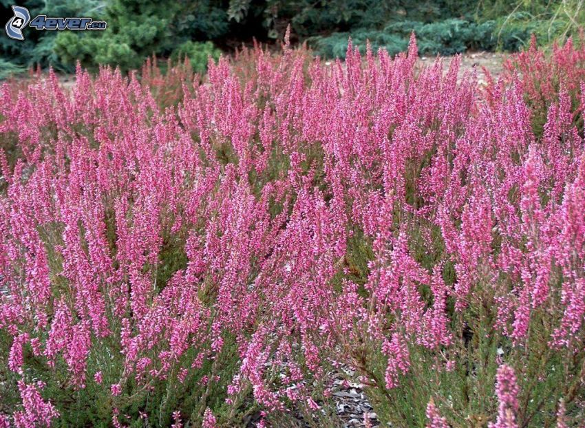 brezo, arbusto, flores de color rosa