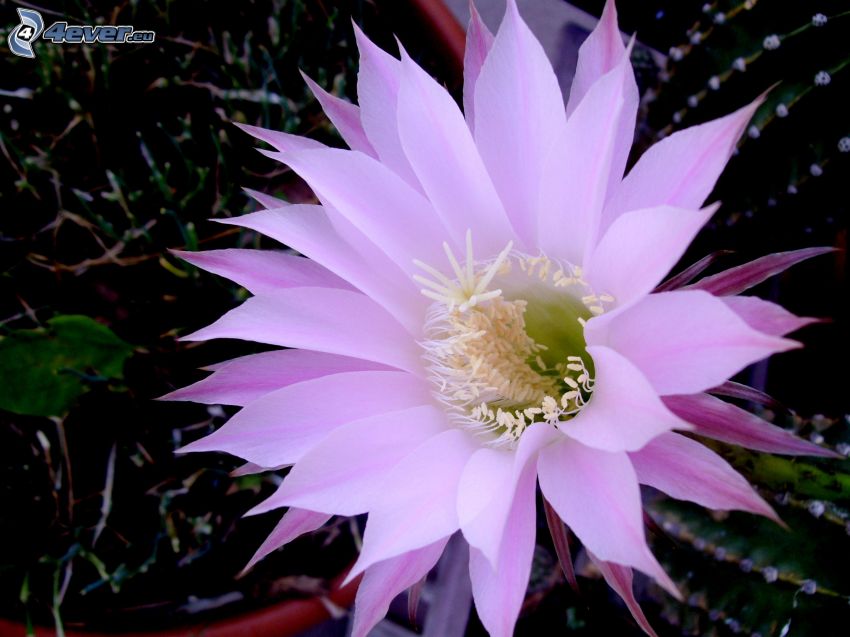cactus, flor, violeta