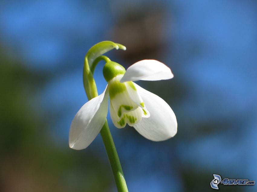 campanilla de febrero