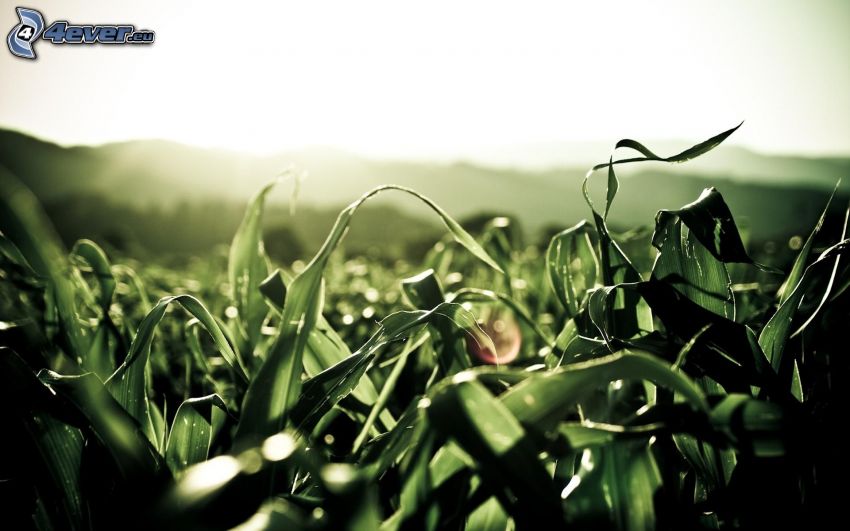 campo de maíz