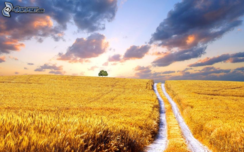 campo de trigo maduro, camino de campo, árbol solitario, cielo