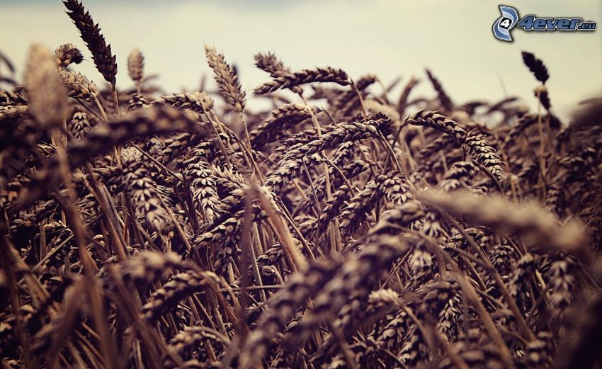 campo de trigo maduro