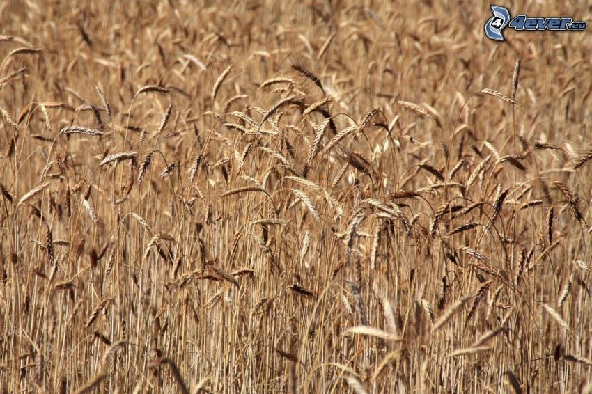 campo de trigo maduro