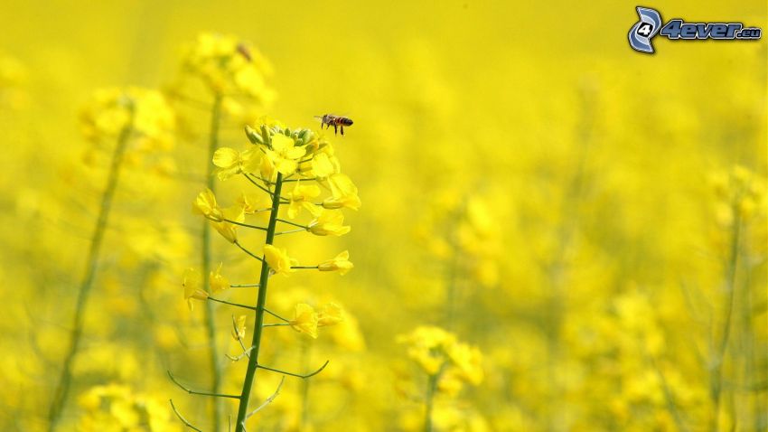 colza de aceite, abeja