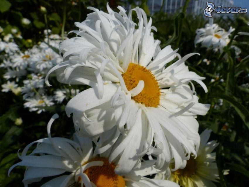 Crisantemos, flores blancas