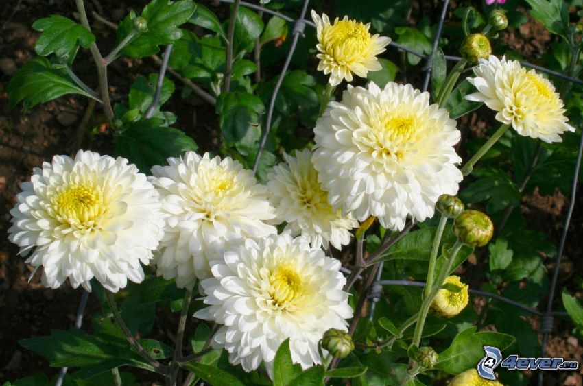 Crisantemos, flores blancas