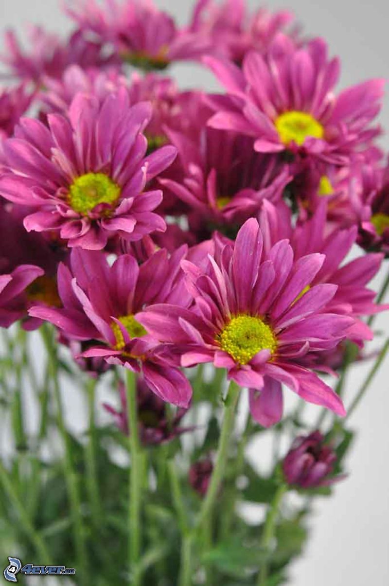 Crisantemos, flores de coolor violeta